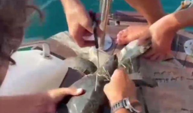Alanya'da deniz kaplumbağasını balıkçılar kurtardı