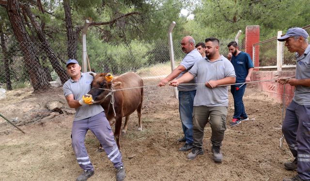 Kurban Bayramı’nda Antalya’da kaçan hayvanlara özel ekip