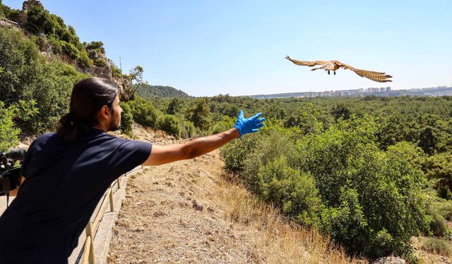 Antalya'da yetişkinliğe erişen kerkenezler doğaya bırakıldı