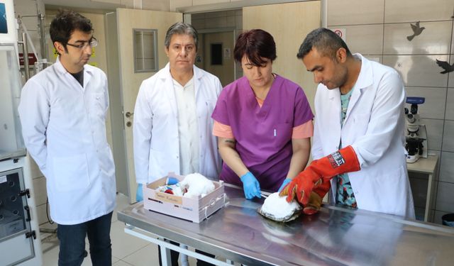 Kaplumbağa 'Tosbik'in kırılan kabuğuna diş dolgu malzemeli tedavi