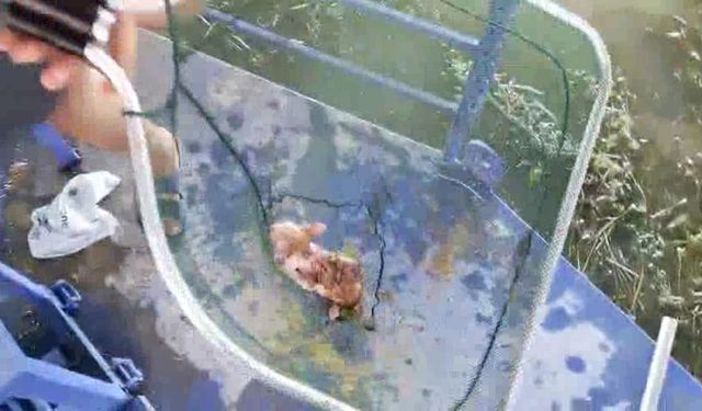 Boğaçayı'na düşen düşen yavru kedi kurtarıldı