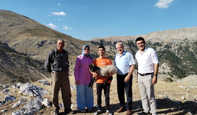 Hibe destekle başladı, 186 koyun yetiştirdi
