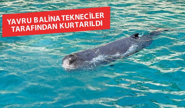 Kayalıklara sıkışan yavru balina kurtarıldı
