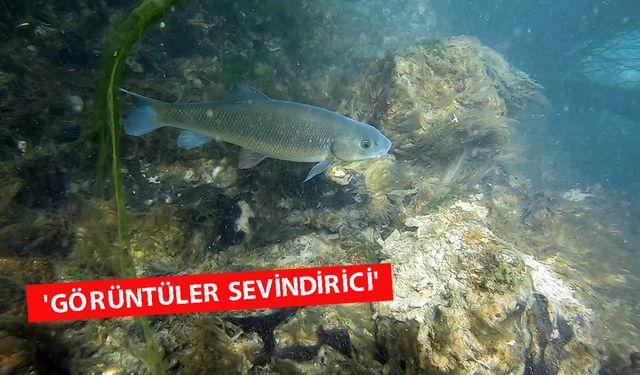 Düden'de kirlilikten sonra sevindiren 'endemik' gözlem