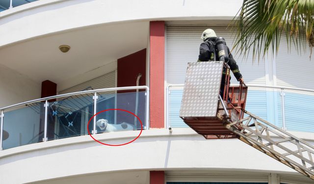 Yangında balkonda mahsur kalan köpeği itfaiye kurtardı