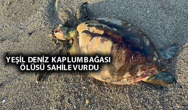 Alanya'da yeşil deniz kaplumbağa sahile vurdu