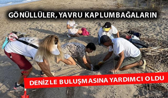 Alanya'da yavru kaplumbağalar denizle buluştu