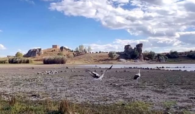 9 leylek doğaya bırakıldı