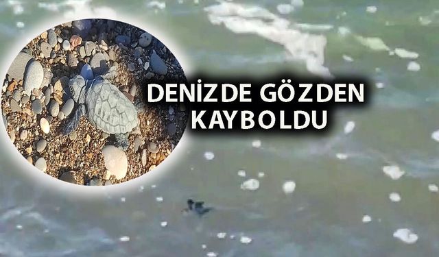 Yavru kaplumbağa yuvadan çıkıp denize ulaştı