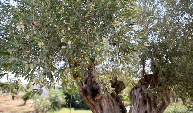 1210 ve 770 yaşındaki 2 zeytin ağacından 70 kilo mahsul bekleniyor