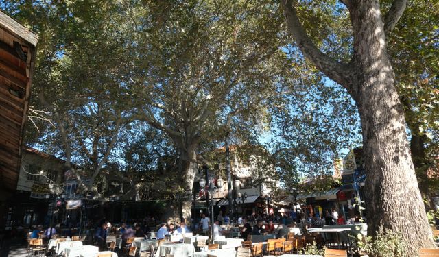 800 yıllık çınara bakım ve rehabilitasyon