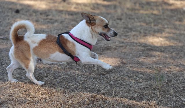 Antalya Büyükşehir patili dostları sahipsiz bırakmıyor