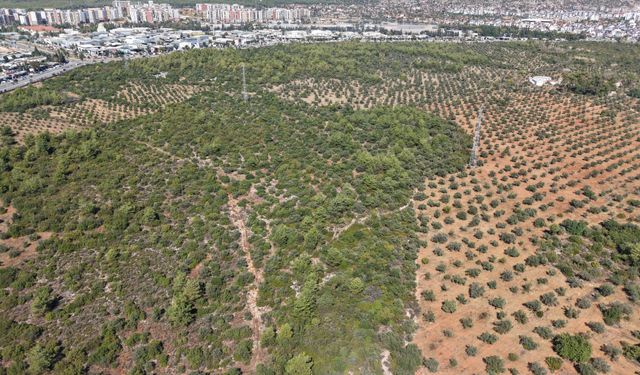 Zeytinde iklim etkisi ile rekoltede yüzde 30 kayıp