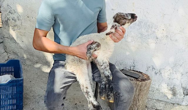 Besicinin '5 bacaklı kuzu' şaşkınlığı