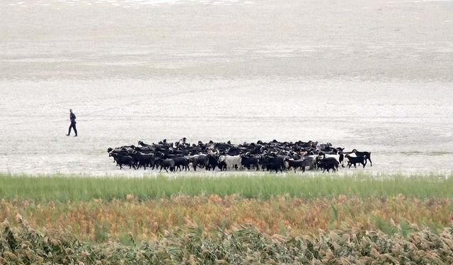 Suyu çekilince ikiye bölünen Eğirdir Gölü, hayvanların otlağı oldu