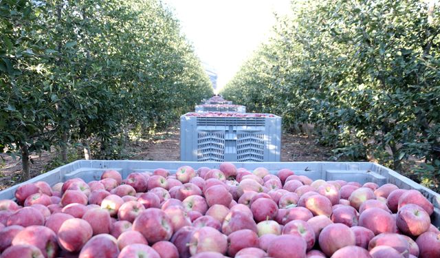Zirai don ve dolu zararı sonrası elmada rekolte beklentisi 800 bin ton