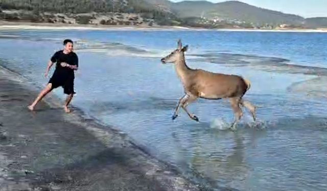 Nesli tehlikedeki kızıl geyik plajda görüntülendi