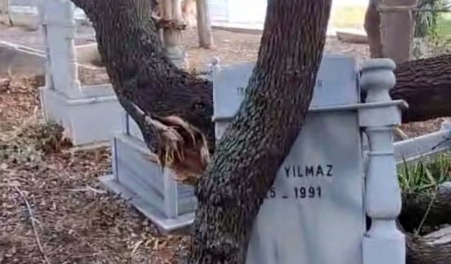 Rüzgardan dalları kırılan ağaçlar mezarlara zarar verdi