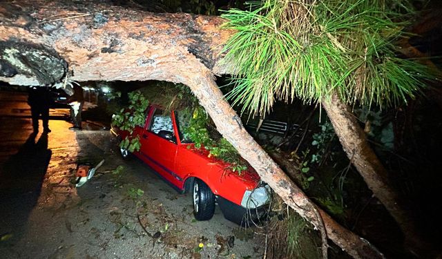 Antalya'da şiddetli yağış ağacı devirdi: 2 araç zarar gördü