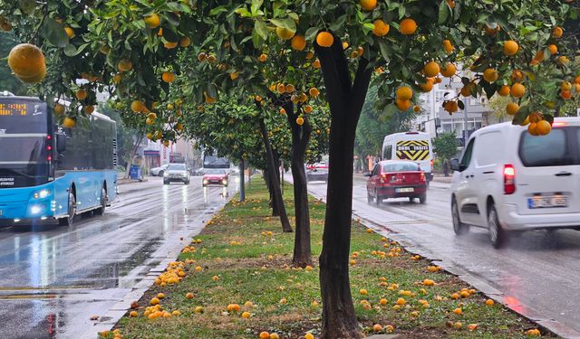 Şiddetli yağmur turunçları döktü