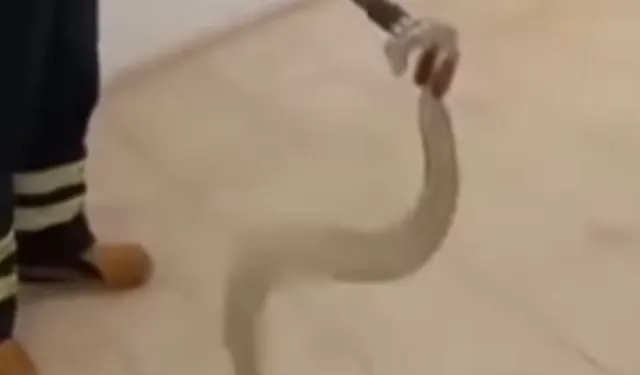 Cami lavabosunda zehirli yılan paniği