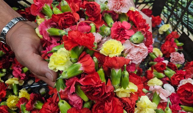 Sirtakide tabak kırmanın yerini alan Türk karanfilinden 3 milyon dolarlık gelir