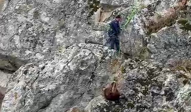 Dağda mahsur kalan keçiler itfaiye kurtardı