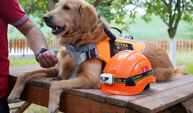 'Evcil köpekler de arama kurtarma timlerinde yer alabilir'