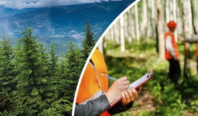 İş arayanlar dikkat! Orman Müdürlüğüne personel alınacak