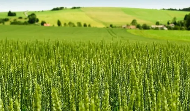 Tarım-ÜFE yıllık yüzde 45,40 arttı! Tek yıllık bitkisel ürünlerde sert fiyat artışı