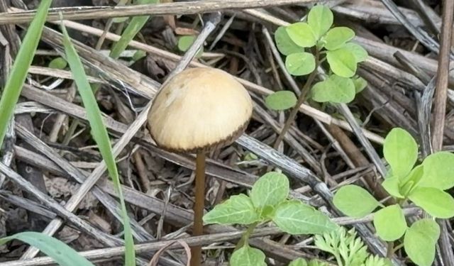 Yenilebilir olduğu düşünülen her 3 mantardan 1'i sizi hastanelik edebilir'