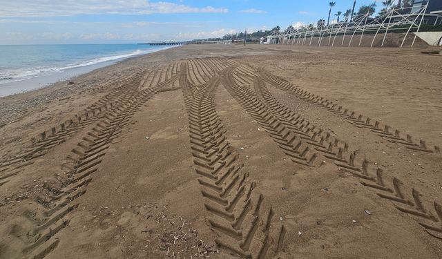 Caretta yuvası kumullar, iş makinesiyle ezildi