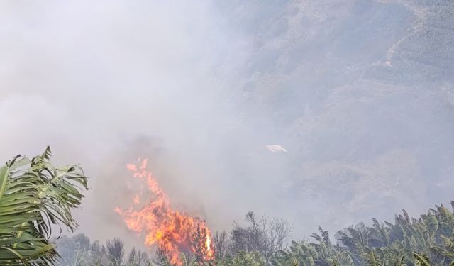 Gazipaşa'da muz bahçeleri ve makilik alan yandı
