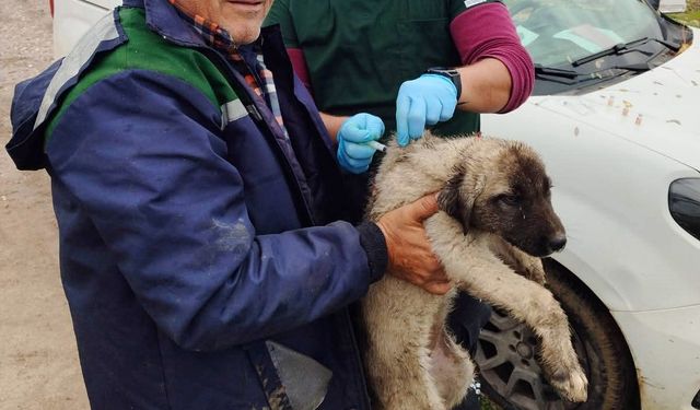 Serik'te kedi ve köpeklere çip uygulaması