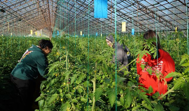 Üniversiteden sofraya