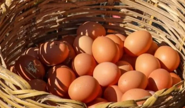 Yumurta sektörü yeniden büyüyor