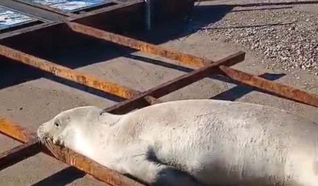 Akdeniz foku sahilde görüldü