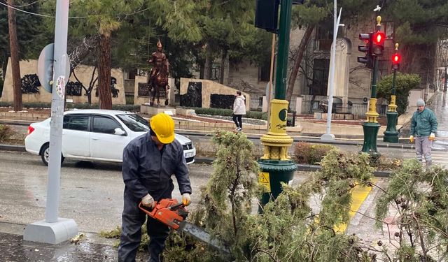Kuvvetli rüzgar ağacı devirdi