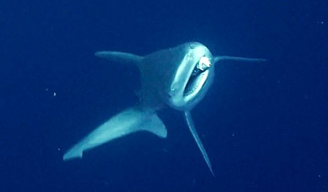 Antalya'da camgöz köpek balığını dalgıçlar kurtardı