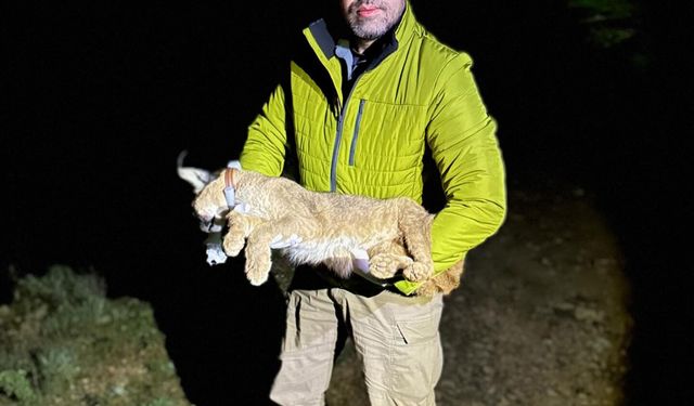 Dr. İlemin: Karakulak türünü Akdeniz ekosistemi için gösterge tür olarak tescilledik