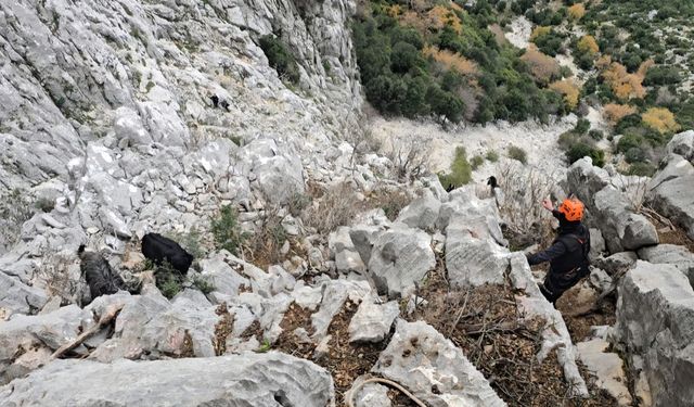 Antalya'da dağlık alanda keçi kurtarma operasyonu