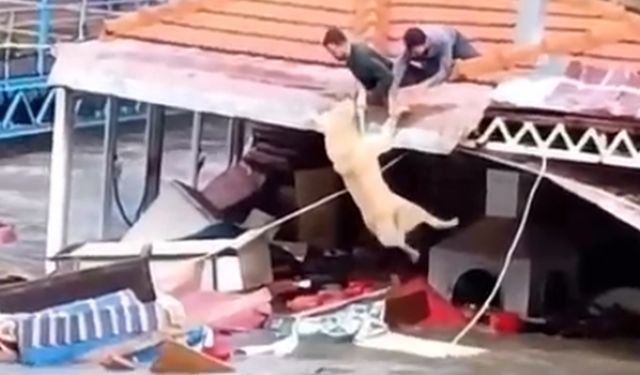 Antalya'da kuvvetli yağış 6 ilçede hasara neden oldu, mahsur kalan hayvanlar kurtarıldı