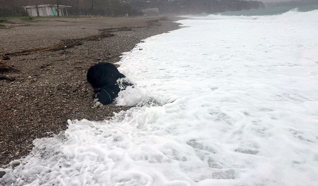 Antalya'da sahilde ölü boğa bulundu