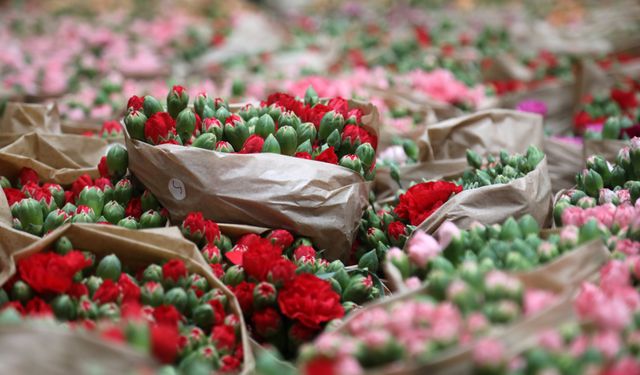 Antalya'dan 'Sevgililer Günü' için Avrupa'ya 75 milyon dal çiçek