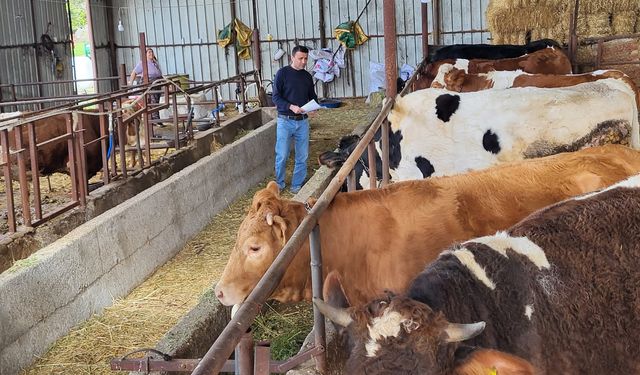 Büyükbaş hayvanlara şap aşılaması
