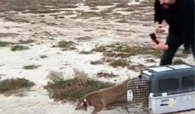 Aydın'da ağır yaralı bulunmuştu... İzmir'den sağlıklı şekilde doğaya salındı