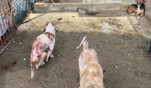 Barınaktaki tepki çeken görüntülere soruşturma