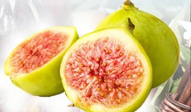 Büyükşehir'den incir fidanı desteği