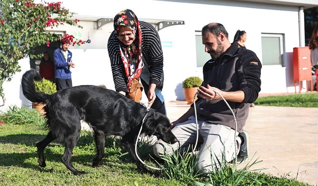 Antalya'da can dostlar yeni yuvalara sahiplendiriliyor