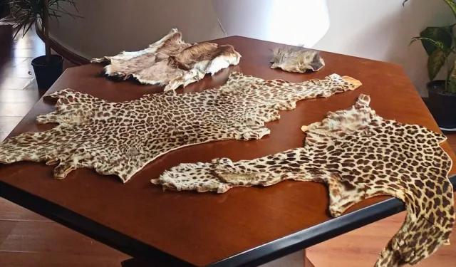 Havalimanı'nda yasa dışı yaban hayvanı ürünleri ele geçirildi